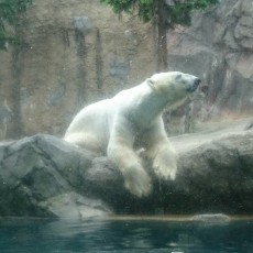 ふれあいグリーンキャンペーンin北海道旭川市2日目