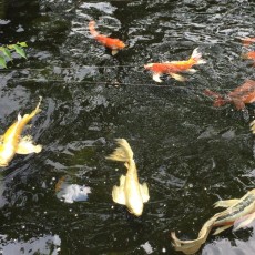 埼玉トヨペット様のふれあいグリーンキャンペーン